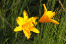 Staudenmischung Veitshöchheimer Goldsaum <i>Hemerocallis</i>