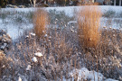 Im Schnee leuchten die goldgelben Halme von Panicum virgatum besonders intensiv. 
