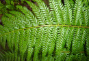 Die Fiederblättchen der Schildfarne ([i]Polystichum aculeatum[/i]) sind reichlich bestachelt.