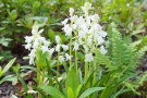 Veitshöchheimer Staudenmischungen Schattensilber Hyacinthoides