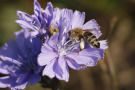 Eine Honigbiene beim Pollensammeln auf einer Wegwarte, bedeckt mit Blütenstaub; vorne zu sehen ist der gesammelte Pollen am Hinterbein der Biene