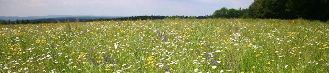 Header Natur und Landschaft