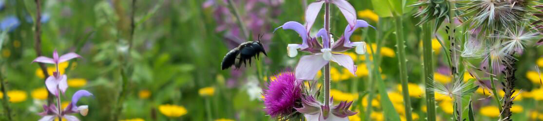 Header Blühende Landschaften