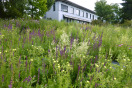 Blumenreiche Wiese mit Gebäude im Hintergrund