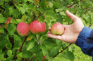 Äpfel hängen am Baum - Handernte oder mit Maschinen.