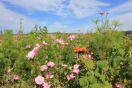 Bepflanzung aus einer Ansaatmischung, mit rosa und roten Blüten 