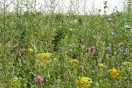 Blühende Wildpflanzenmischung (Biogas 1); Foto: A.Werner