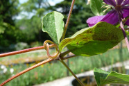 Blattstiel von Clematis