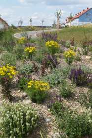 Blau-Gelb-Kontrast von Coreopsis verticillata und Salvia nemorosa in der Mischung "Blütenzauber". und Salvia nemorosa