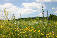 Blütenreiche Wildpflanzenmischungen 2014