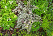 Ein Juwel unter den Farnen: der Regenbogenfarn ([i]Athyrium niponicum [/i]) 'Pictum' kombiniert mit Heucherella und dem frischen Austrieb des Hufeisenfarns. (Foto A. Adelsberger)