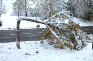 Liquidambar styraciflua unter Schneelast 