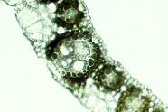Als C4-Pflanze weist Miscanthus x giganteus im Blattquerschnitt einen grünen Zellkranz – die sogenannten Bündelscheidezellen – um die Leitbündel auf. Diese sind verantwortlich für die bessere CO2-Ausnutzung.