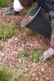 Staudenmischpflanzungen - 10 häufig gestellte Fragen Mulchmaterial 