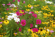 Einjähriger Sommerflor mit der blühintensiven Mischung „Veitshöchheimer Sommertöne“.