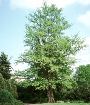 Habitus von Ginkgo biloba.