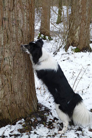 Hunde können den Asiatischen Laubholzbockkäfer und den Citrusbockkäfer orten.