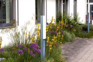 Mediterranes Flair am Traufstreifen: Asphodeline lutea mit Allium-Hybride ‘Globemaster‘ und Stipa gigantea.