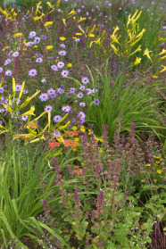 In der Mischung "Farbenspiel" dominieren im Juli die Taglilie (Hemerocallis citrina) und die Rasselblume (Catananche caerulea).