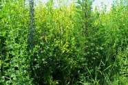 Wildpflanzenbestand der Versuchsfläche in Grub am 18. Juni 2012. Im Vordergrund (v.l.) Steinklee (gelb), Natternkopf (blau), Esparsette (rosa) und Beifuß. 