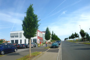 Carpinus betulus  am Versuchsstandort in Würzburg