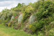 Bepflanzter Lärmschutzwall mit Cotinus coggygria, Rosa agrestis, Chrysanthemum haradjanii sowie Salvia officinalis und Centranthus ruber im System Alpenstein.