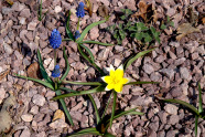 Die Farben des Mulchmaterials und der Pflanzen müssen gut aufeinander abgestimmt sein.