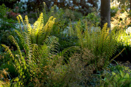 Veitshöchheimer Staudenmischungen Schattenspiel Dryopteris affinis