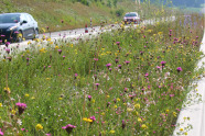 Straßenbegleitgrün - Veitshöchheimer Mittelstreifenmischung 