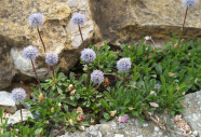 Die Kugelblume eignet sich hervorragend für größere Fugen.