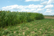 Parzellenversuch in Schwarzenau (Lkr. Kitzingen); neben der Wildpflanzenmischung wird zum Vergleich Mais angesät. Auch die Maisuntersaat wird getestet.