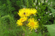 Inula helenium mit Biene