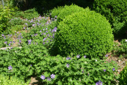 Zwei mit ähnlichen Standortansprüchen: Nepeta und Buxus. 