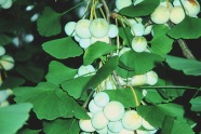 Frucht von Ginkgo biloba.