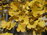 Blattschmuck von Ginkgo biloba.