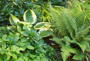 Filigran wirkende Farne wirken gut mit Gräsern und breitblättrigen Stauden, wie hier [i]Polystichum setiferum [/i] 'Herrenhausen'. (Foto: A. Adelsberger)