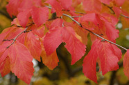 Parrotia persica Blätter