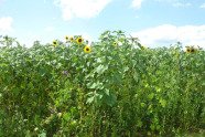 Die Wildpflanzenmischung (heimisch) im 1. Standjahr ist geprägt von Malven und Sonnenblumen.
