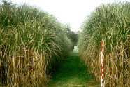 Miscanthus x giganteus auf dem Versuchsgelände.