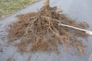 Eindrucksvolle Wurzelbildung bei Fraxinus pennsylvanica 'Summit' nach 12 Monaten.