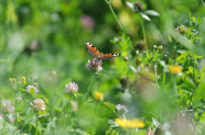 Blüten und Schmetterling