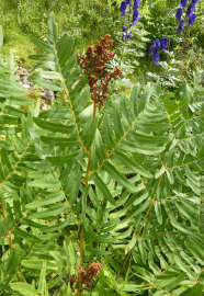 Die Sporenlager im oberen Wedelbereich wirken beim Königsfarn ([i]Osmunda regalis[/i]) wie eine Art Blüte.