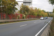 Die rote Herbstfärbung der Parthenocissus-Arten verleiht den Wänden eine hohe Attraktivität. 
