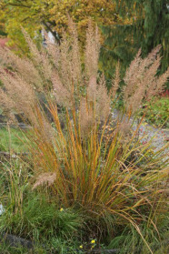 Das Diamantgras Calamagrostis arundinacea var. brachytricha.