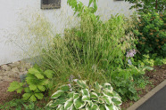 Deschampsia cespitosa 'Goldgehänge'.