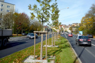 Versuchsbäume auf dem Mittelstreifen der Ernst-Reuter-Straße in Hof mit gemulchter Baumscheibe.