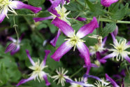 Kleine weiße Blüten mit violettrotem Saum, Clematis triternata ‘Rubro­marginata‘.