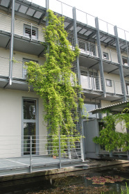 Akebia quinata am vorgehängten Gelände des Wohnheims an der LWG in Veitshöchheim ist ein starkwüchsiger, aber leichter Schlinger.