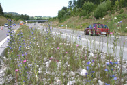 Versuchsmischung Mittelstreifenbegrünung mit Ruderalarten an der Bundesautobahn A 7 bei Nesselwang.