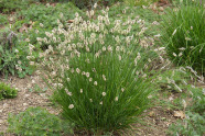 Sesleria heufleriana.